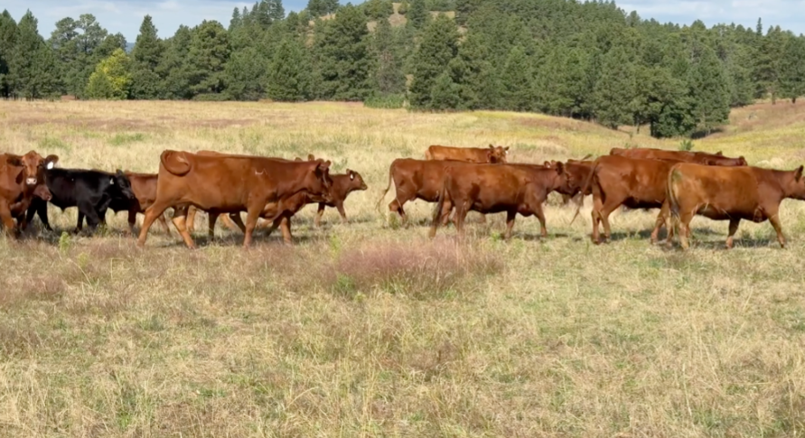 Complete dispersion, 120 head, coming 3-5's, 80% are 3 & 4's, Calve April 26 for 60 days! - BC903A5